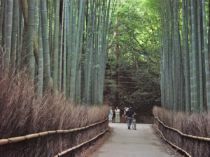 竹林　嵐山　京都市 右京区